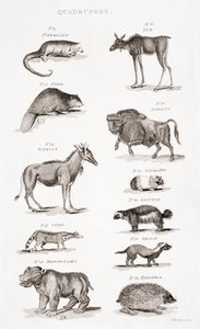 Different Types of Quadrupeds by Unbekannt Unbekannt
